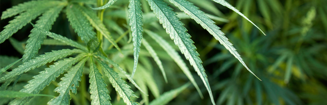 Premium Marijuana Delivery in Toronto Ontario, Cannabis delivery Toronto, Fast weed delivery Toronto