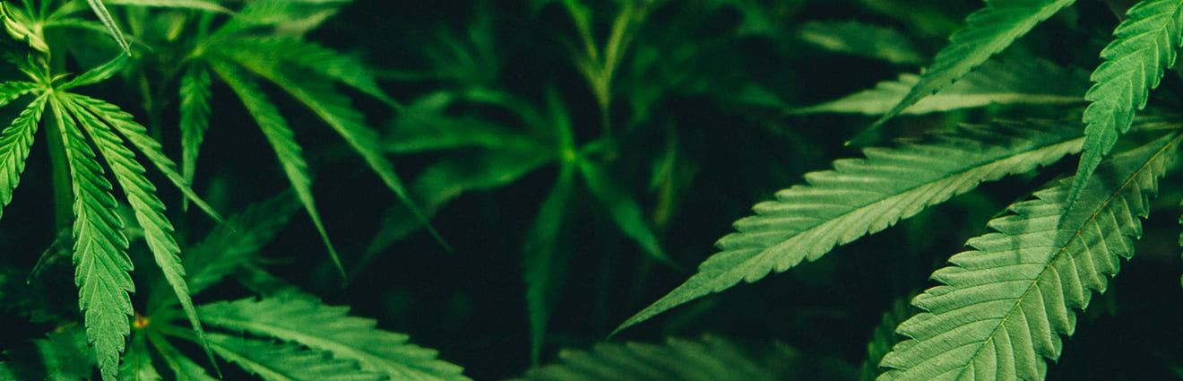 Rex Roll. Weed Dispensary & Delivery in Toronto, Cannabis Store Ontario